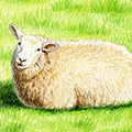 Illustration: Schaf liegt auf Wiese