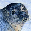 Maritime Postkarte: Seehund