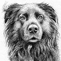 Tierzeichnung: Hunde Portrait