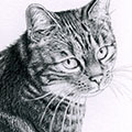 Tierzeichnung: Katzen Portrait