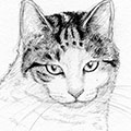 Tierzeichnung: Katze