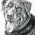 Tierzeichnung: Hunde Portrait