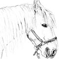 Tierzeichnung: Pferde Portrait