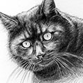 Tierzeichnung: Katzen Portrait