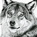 Tierzeichnung: Wolf