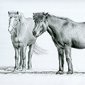 Tierzeichnung: Pferde