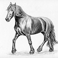 Tierzeichnung: Pferd